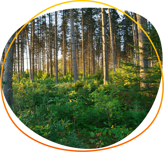 2277.1 MN DNR PM NextGen Forestry_1