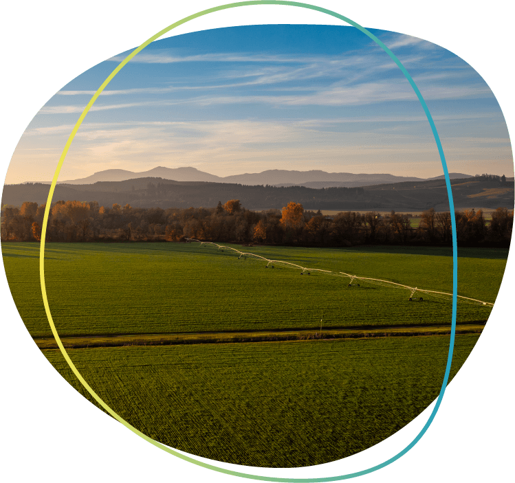 Sprawling Willlamette Valley Grass Seed Field in a Golden Sunset in Fall near Monmouth, Oregon.