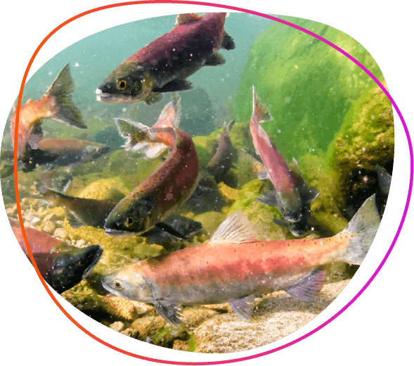 orange fish in the water