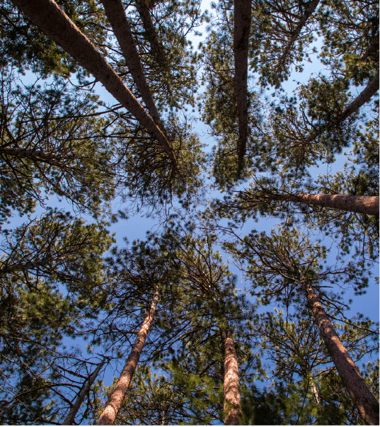 Mobile Testimonial_MN DNR_Nursery Ordering@0.75x-8