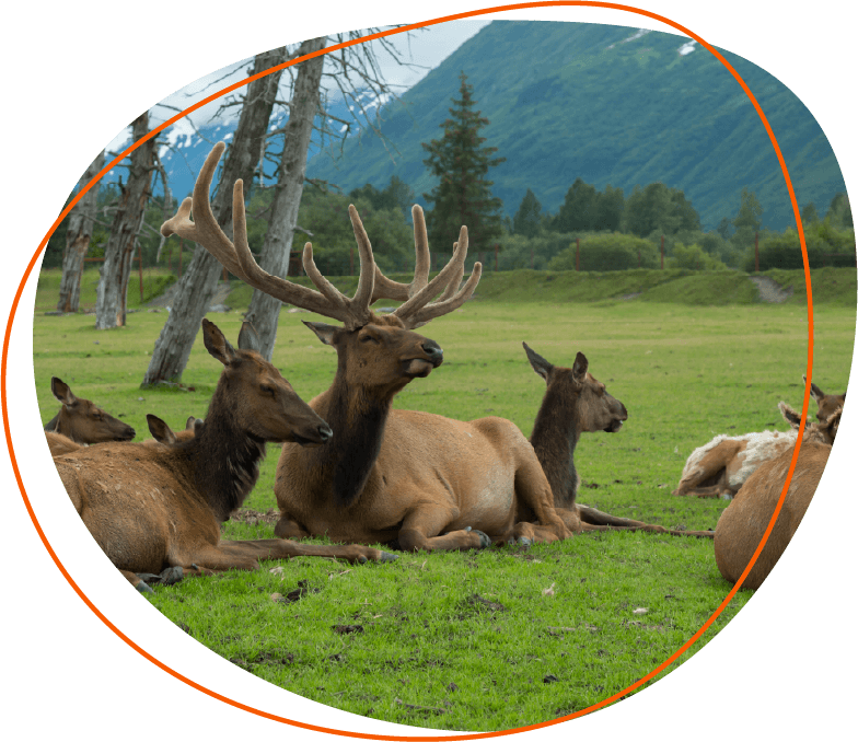 Solution_ADFG_AK Wilds-8