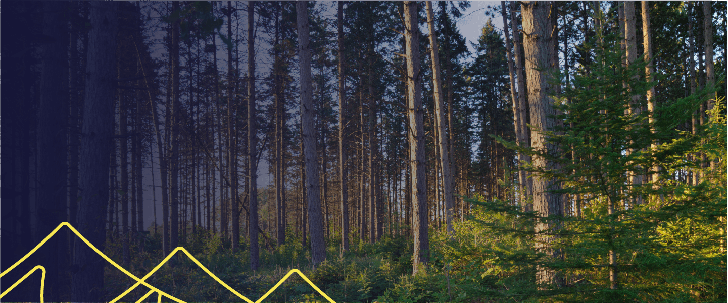 What's Next_MN DNR_Nursery Ordering@0.75x-8